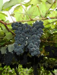 アジロンダック