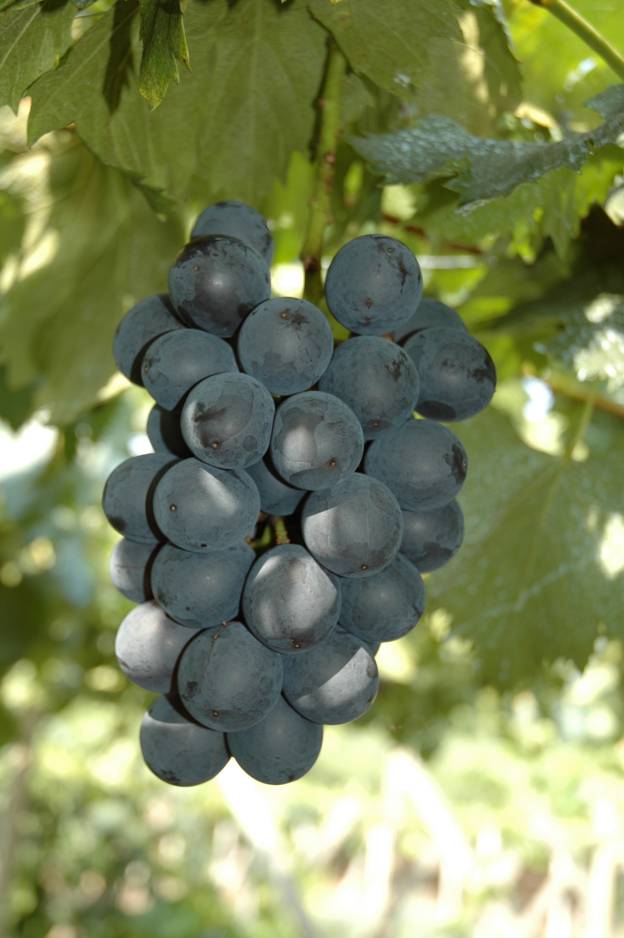 ブラックビート