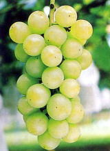 ハニービーナス