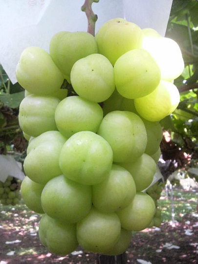 カッタクルガン