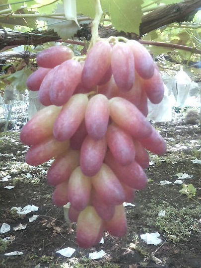 マニキュアフィンガー