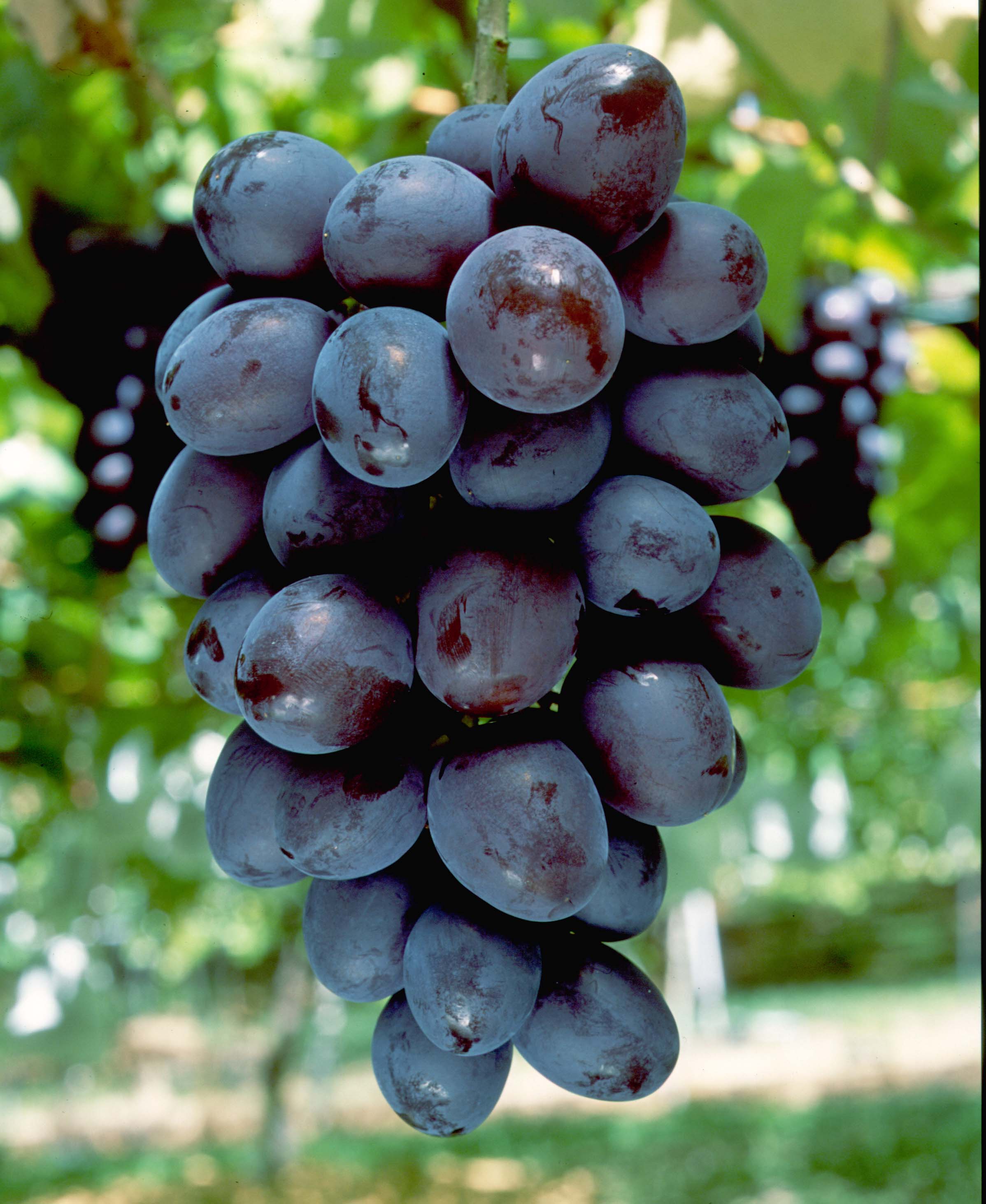 オリエンタルスター