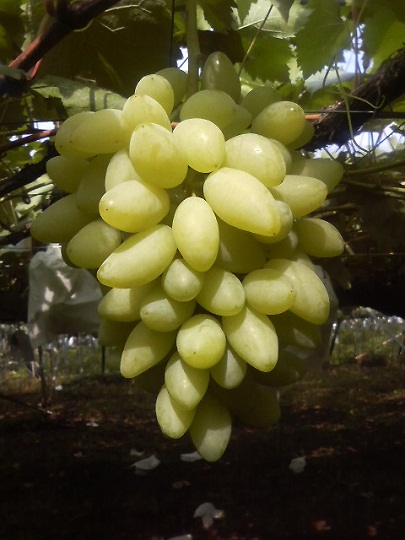 ピッテロビアンコ