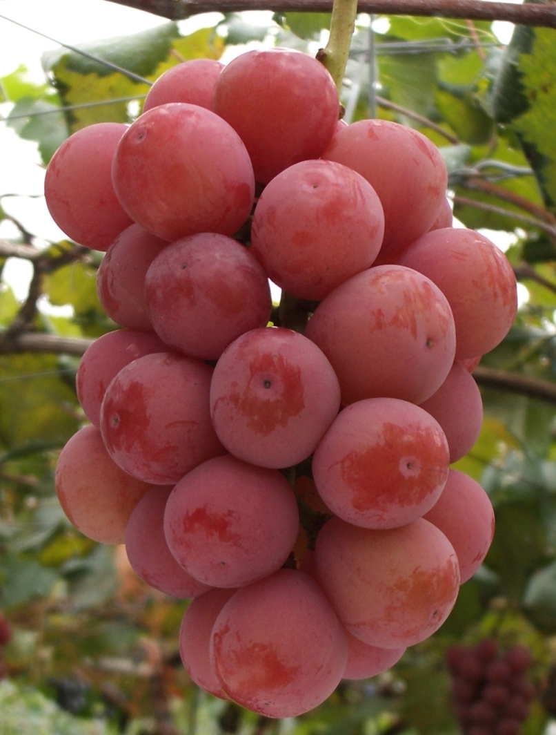 クイーンニーナ