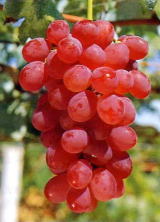 ロザリオロッソ