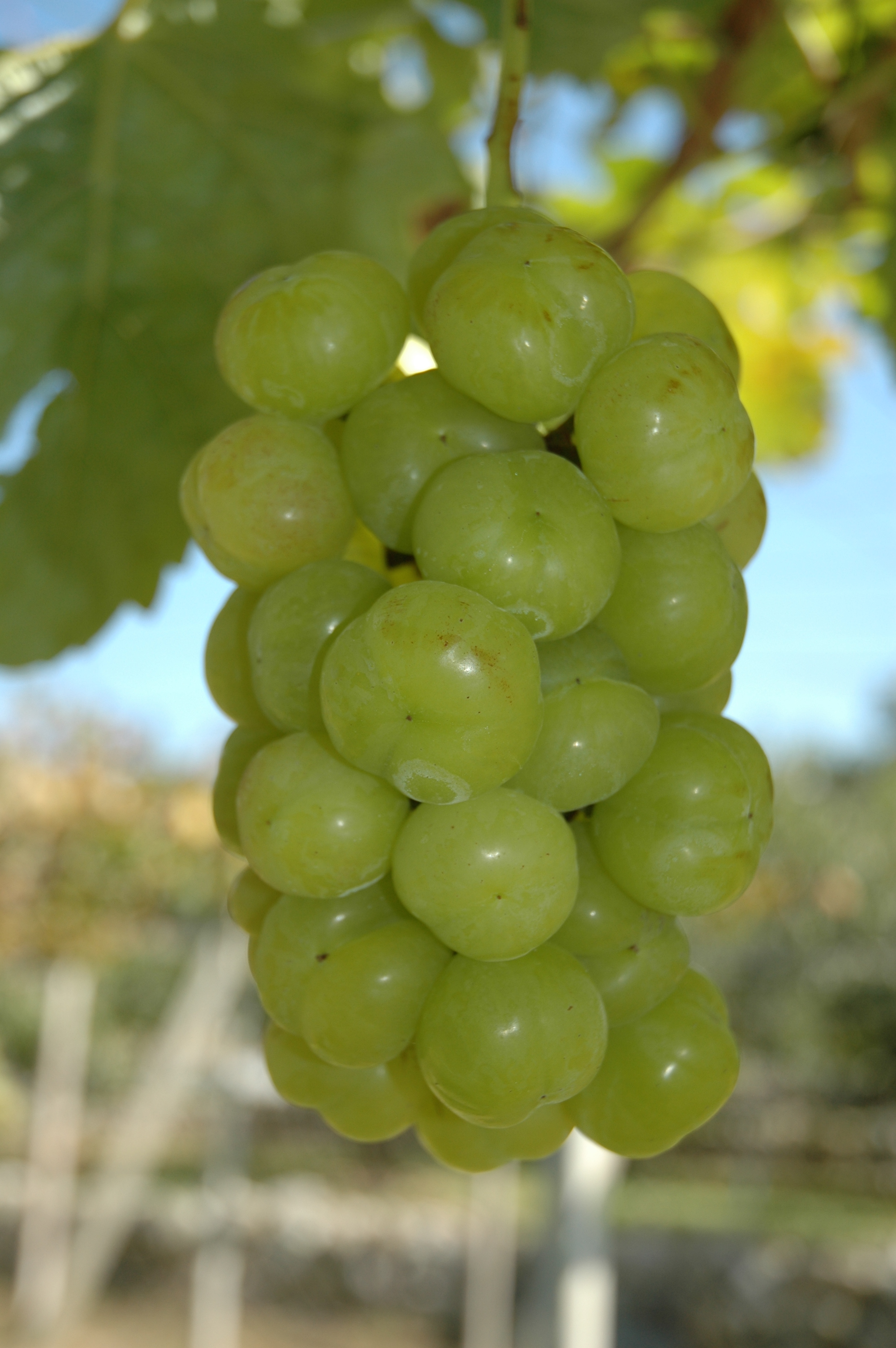 瀬戸ジャイアンツ