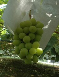 シャインマスカット