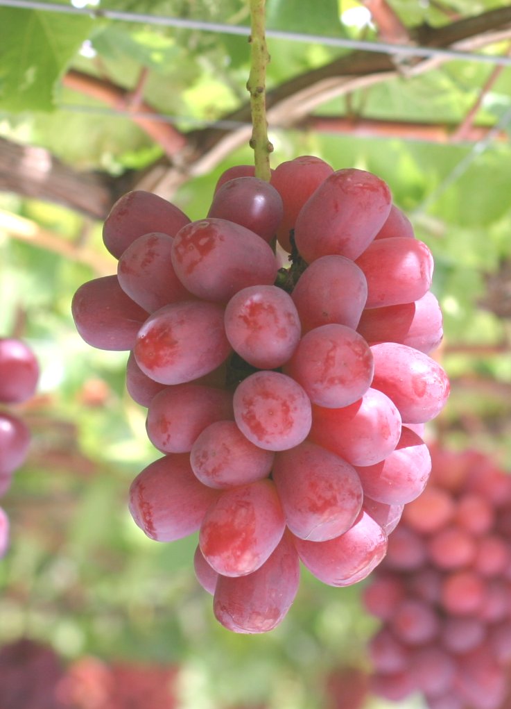 サニードルチェ