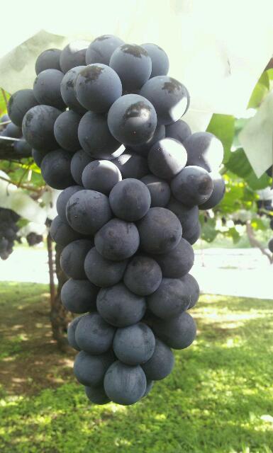 マスカットベーリーA