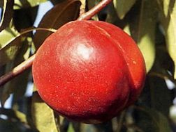 フレーバートップ