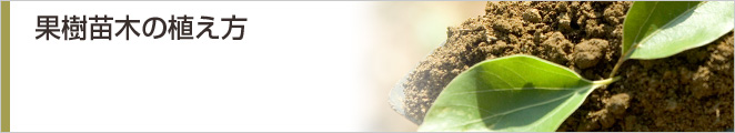 果樹苗木の植え方